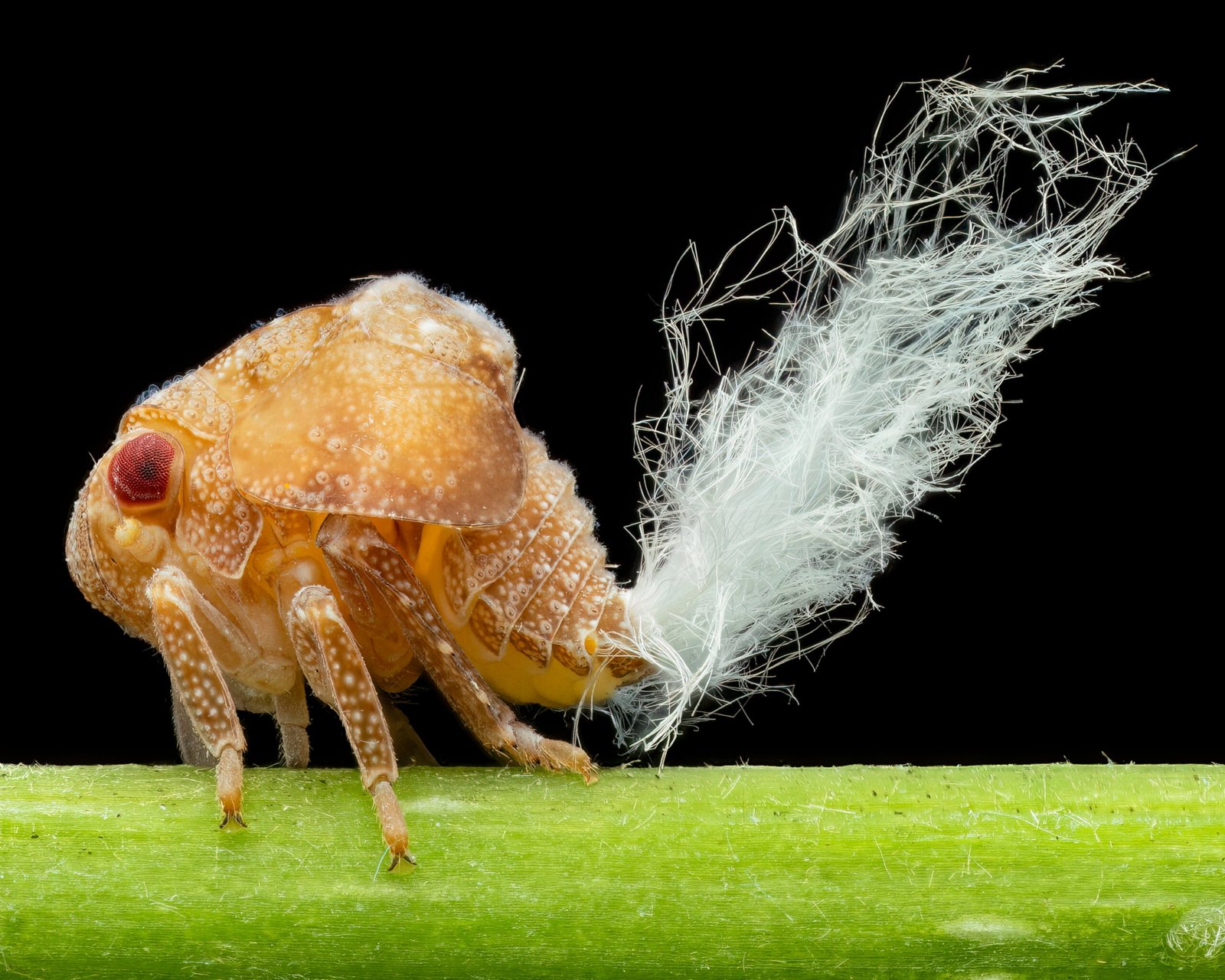 A planthopper nymph with a textured, tan body and red eyes stands on a green stem, trailing a long, wispy white waxy plume.