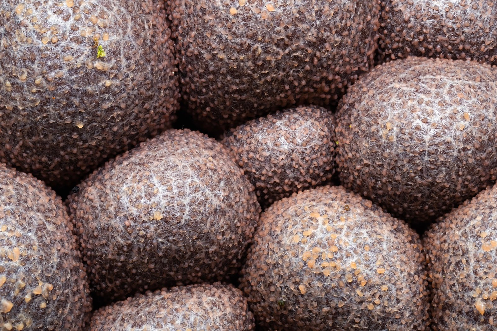 A close-up view of a cluster of round, dark, textured fungal fruiting bodies covered in a fine, web-like mycelium.